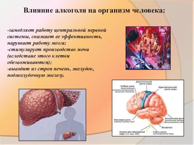 Влияние алкоголя на организм человека: -замедляет работу центральной нервной системы, снижает