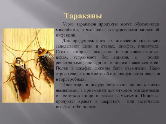 Тараканы Через тараканов продукты могут обсеменятся микробами, в частности возбудителями кишечной