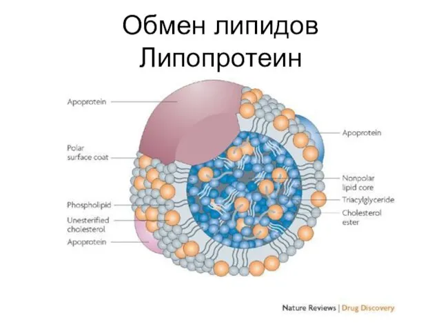 Обмен липидов Липопротеин