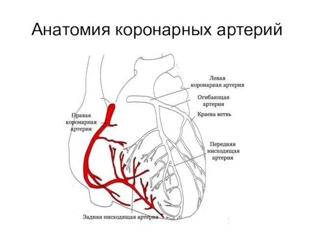 Анатомия коронарных артерий
