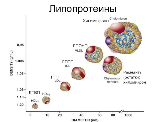 Липопротеины Хиломикроны Ремнанты (остатки) хиломикрон ЛПОНП ЛППП ЛПНП ЛПВП