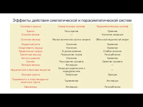 Эффекты действия симпатической и парасимпатической систем