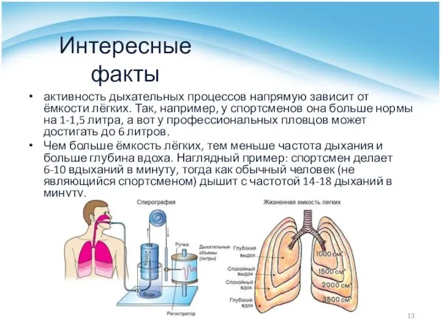 Интересные факты активность дыхательных процессов напрямую зависит от ёмкости лёгких. Так,