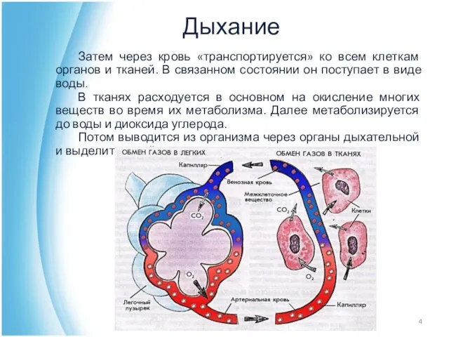 Дыхание Затем через кровь «транспортируется» ко всем клеткам органов и тканей.