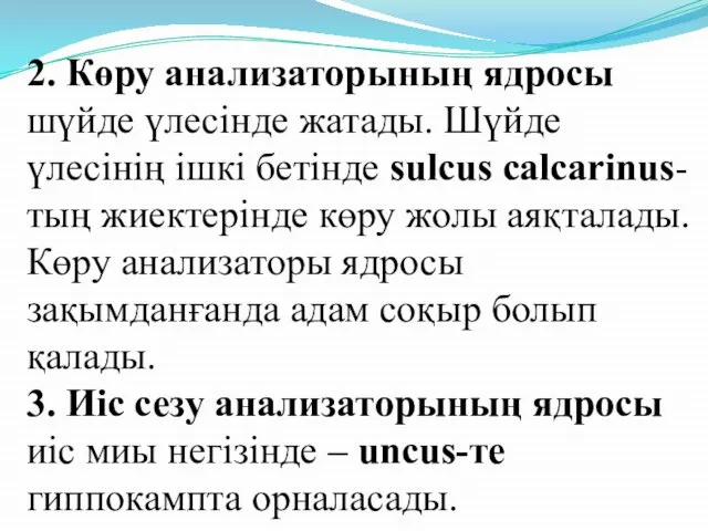 2. Көру анализаторының ядросы шүйде үлесінде жатады. Шүйде үлесінің ішкі бетінде