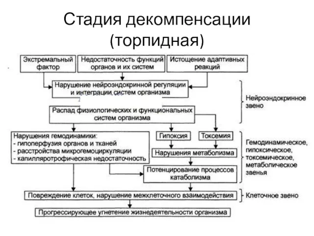 Стадия декомпенсации (торпидная)