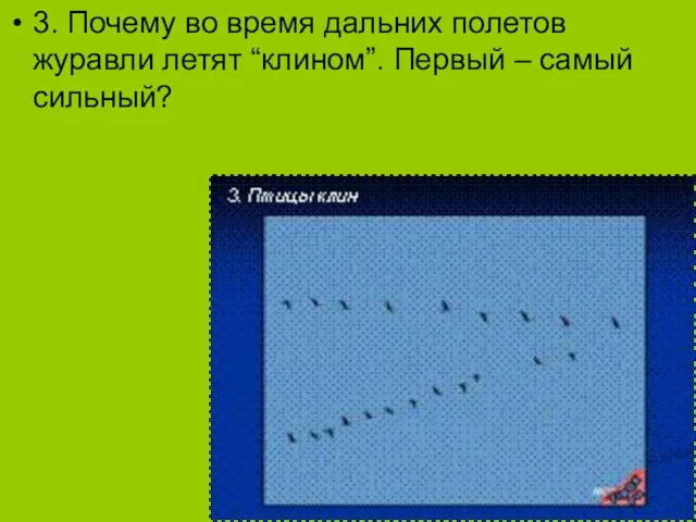 3. Почему во время дальних полетов журавли летят “клином”. Первый – самый сильный?