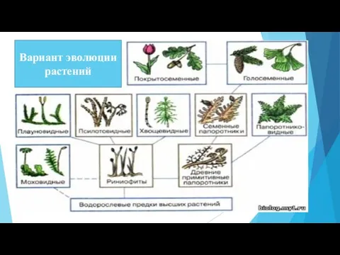 Вариант эволюции растений