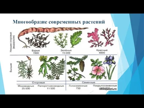 Многообразие современных растений
