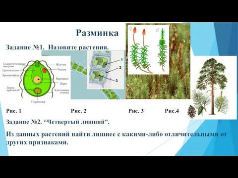 Разминка Задание №1. Назовите растения. Рис. 1 Рис. 2 Рис. 3