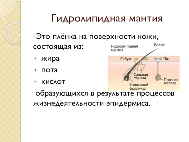 Гидролипидная мантия -Это плёнка на поверхности кожи, состоящая из: жира пота