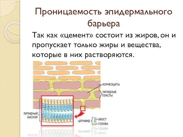 Проницаемость эпидермального барьера Так как «цемент» состоит из жиров, он и