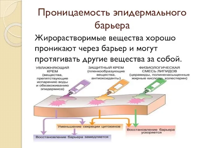 Проницаемость эпидермального барьера Жирорастворимые вещества хорошо проникают через барьер и могут протягивать другие вещества за собой.