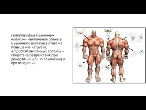 Гипертрофия мышечных волокон – увеличение объема мышечного волокна в ответ на