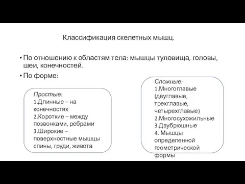 Классификация скелетных мышц. По отношению к областям тела: мышцы туловища, головы,