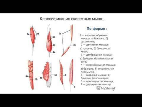 Классификация скелетных мышц.