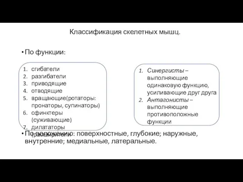 Классификация скелетных мышц. По функции: По положению: поверхностные, глубокие; наружные, внутренние;