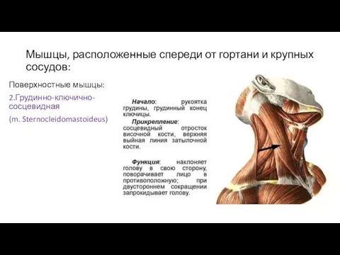 Мышцы, расположенные спереди от гортани и крупных сосудов: Поверхностные мышцы: 2.Грудинно-ключично-сосцевидная (m. Sternocleidomastoideus)