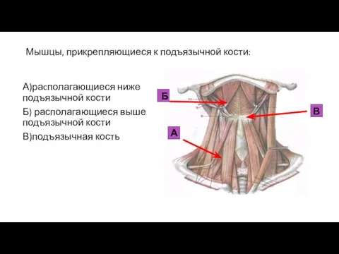 Мышцы, прикрепляющиеся к подъязычной кости: А)раcполагающиеся ниже подъязычной кости Б) располагающиеся