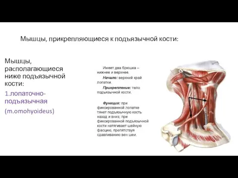 Мышцы, прикрепляющиеся к подъязычной кости: Мышцы, раcполагающиеся ниже подъязычной кости: 1.лопаточно-подъязычная (m.omohyoideus)