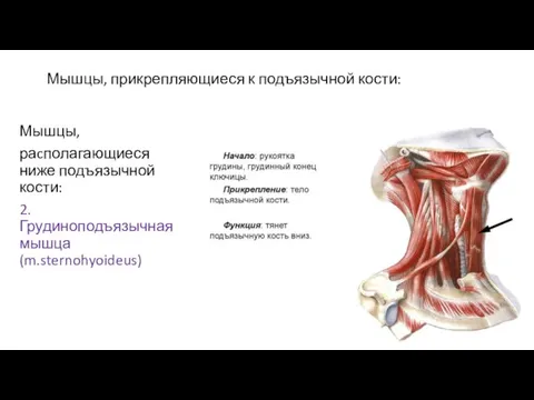 Мышцы, прикрепляющиеся к подъязычной кости: Мышцы, раcполагающиеся ниже подъязычной кости: 2.Грудиноподъязычная мышца (m.sternohyoideus)