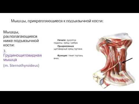 Мышцы, прикрепляющиеся к подъязычной кости: Мышцы, раcполагающиеся ниже подъязычной кости: 3. Грудинощитовидная мышца (m. Sternothyroideus)