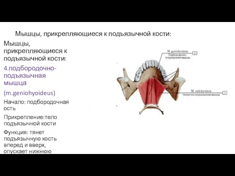 Мышцы, прикрепляющиеся к подъязычной кости: Мышцы, прикрепляющиеся к подъязычной кости: 4.подбородочно-подъязычная