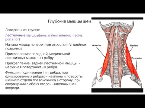 Глубокие мышцы шеи. Латеральная группа: лестничные мышцы(mm. scaleni anterior, medius, posterior)