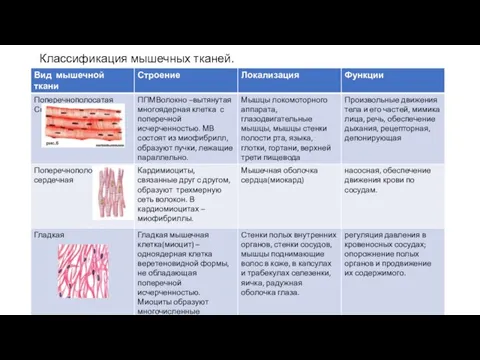 Классификация мышечных тканей.