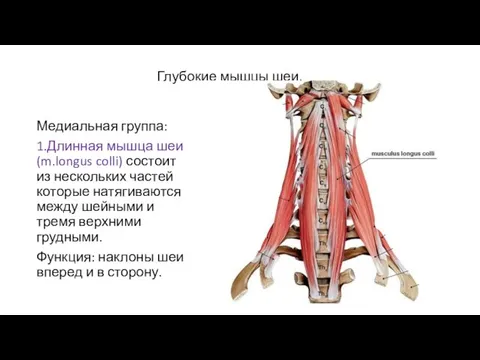 Глубокие мышцы шеи. Медиальная группа: 1.Длинная мышца шеи(m.longus colli) состоит из