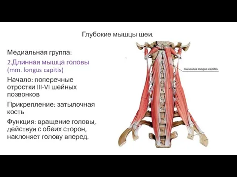 Глубокие мышцы шеи. Медиальная группа: 2.Длинная мышца головы(mm. longus capitis) Начало: