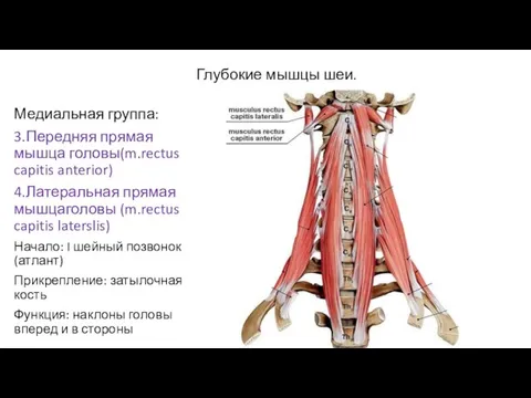 Глубокие мышцы шеи. Медиальная группа: 3.Передняя прямая мышца головы(m.rectus capitis anterior)