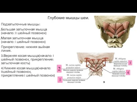 Глубокие мышцы шеи. Подзатылочные мышцы: Большая затылочная мышца(начало: II шейный позвонок)