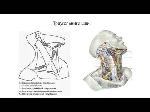 Треугольники шеи.