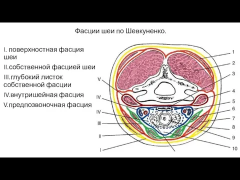 Фасции шеи по Шевкуненко. I. поверхностная фасция шеи II.собственной фасцией шеи