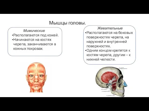 Мышцы головы. Мимические Располагаются под кожей. Начинаются на костях черепа, заканчиваются