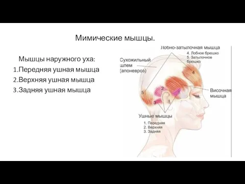 Мимические мышцы. Мышцы наружного уха: Передняя ушная мышца Верхняя ушная мышца Задняя ушная мышца