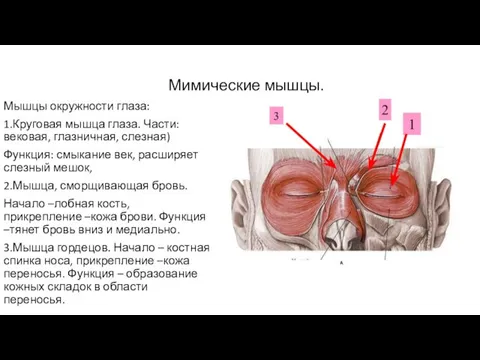 Мимические мышцы. Мышцы окружности глаза: 1.Круговая мышца глаза. Части: вековая, глазничная,