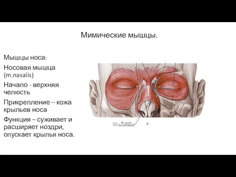 Мимические мышцы. Мышцы носа: Носовая мышца(m.nasalis) Начало - верхняя челюсть Прикрепление