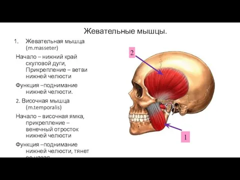 Жевательные мышцы. Жевательная мышца(m.masseter) Начало – нижний край скуловой дуги, Прикрепление