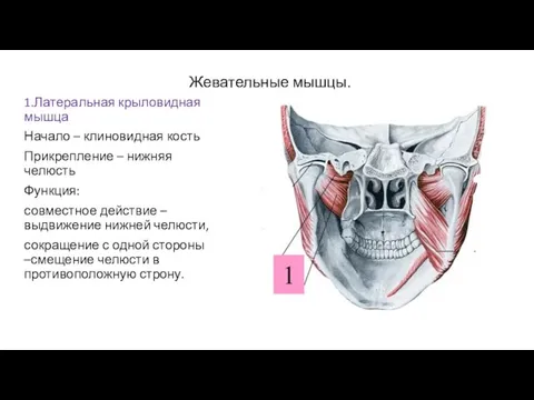 Жевательные мышцы. 1.Латеральная крыловидная мышца Начало – клиновидная кость Прикрепление –