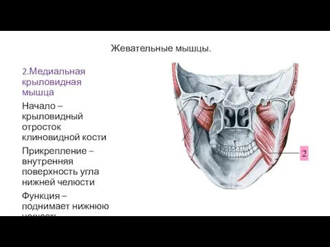 Жевательные мышцы. 2.Медиальная крыловидная мышца Начало – крыловидный отросток клиновидной кости