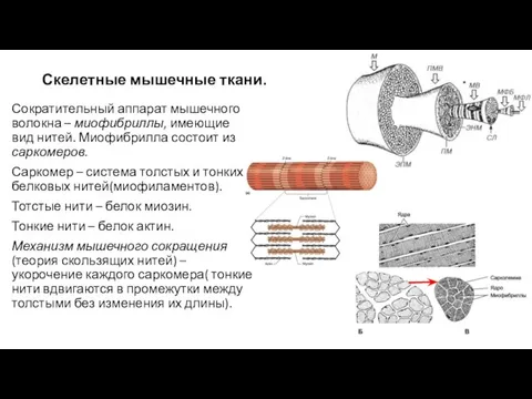 Скелетные мышечные ткани. Сократительный аппарат мышечного волокна – миофибриллы, имеющие вид