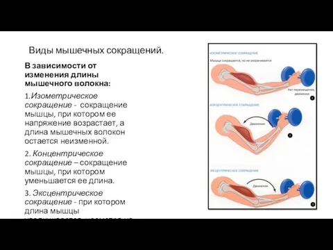 Виды мышечных сокращений. В зависимости от изменения длины мышечного волокна: 1.Изометрическое