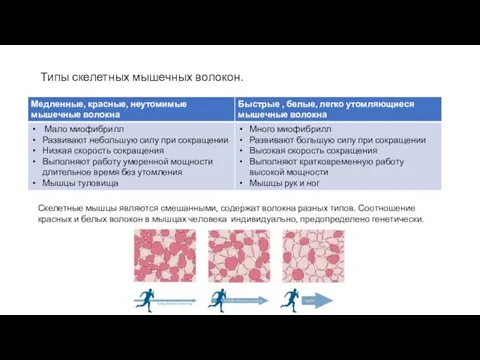 Типы скелетных мышечных волокон. Скелетные мышцы являются смешанными, содержат волокна разных