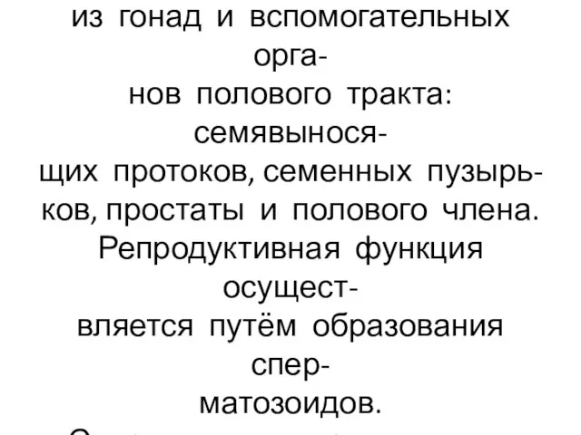 Мужская половая система состоит из гонад и вспомогательных орга- нов полового