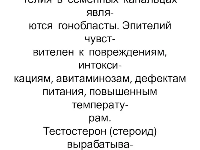 Источником сперматогенного эпи- телия в семенных канальцах явля- ются гонобласты. Эпителий