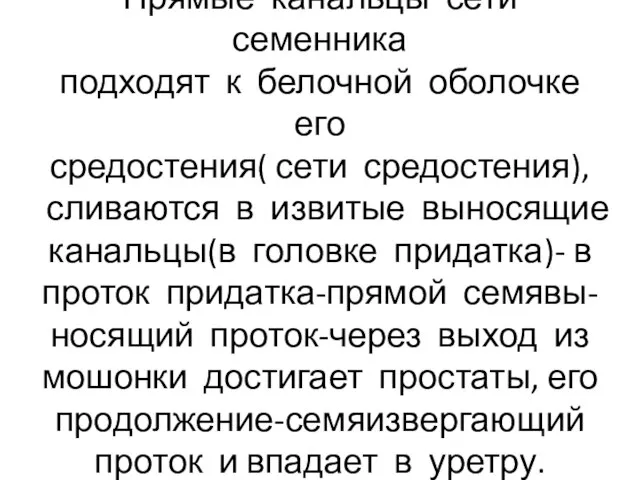 Прямые канальцы сети семенника подходят к белочной оболочке его средостения( сети