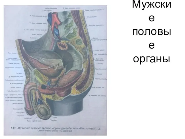 Мужские половые органы