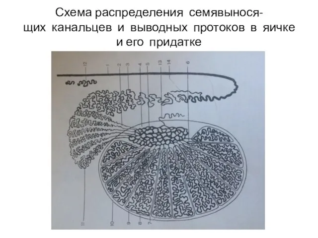 Схема распределения семявынося- щих канальцев и выводных протоков в яичке и его придатке